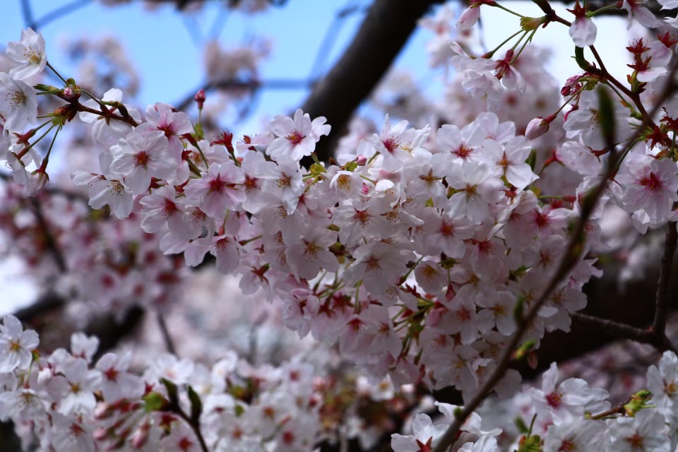 満開の桜の花