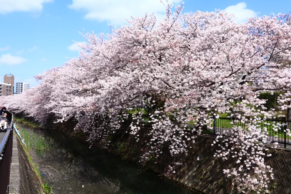 青空の下、川沿いに咲く満開の桜